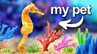 I Built a Coral Reef (for my pet seahorse)