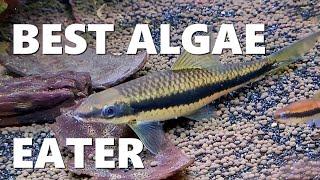 WHY this is the BEST ALGAE EATING Fish | They Never Stop