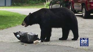 Bears sightings becoming common across western Massachusetts