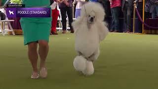 Poodles (Standard) | Breed Judging 2024