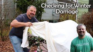 Checking for Cold Damage