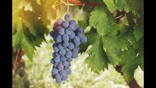 Лекция «Выращивание винограда в Саратовской области»
