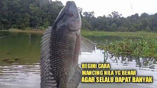 CARA MANCING NILA YG BENAR||agar selalu dapat banyak.