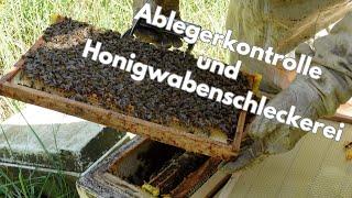 Das Bienenjahr geht zu Ende, Ablegerkontrolle und Honigwaben ausschlecken lassen