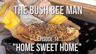 Rehoming a Wild Hive - Episode 14: "Home Sweet Home"