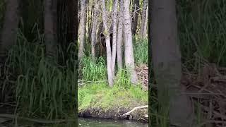 Встреча с медведем . Камчатка 2022 #рыбалка #fishing #bear #камчатка
