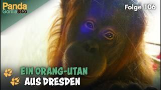 Zoo-Sensation: Seelöwenbaby in Berlin und Neuankömmling im Affenhaus | Panda, Gorilla & Co.