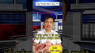 5 Cây Thuốc Nam Giúp Giải Độc Gan Hiệu Quả #caythuocnamquytv #caythuocnamquy #caythuocnam #thaoduoc