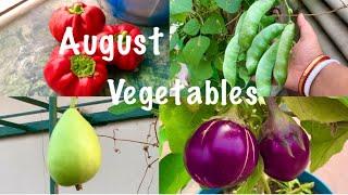 Best Vegetable Seeds To Sow In August Month // August Vegetables