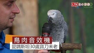 天才灰鸚鵡30歲寶刀未老 說學逗唱根本看不到車尾燈啦