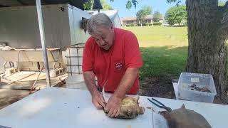 Scraping and Processing a Snapping Turtle