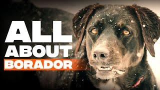 Border Collie Lab Mix (Borador): Dog Breed Info