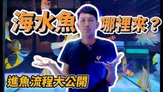 【藍箱水族】海水魚都從哪裡來？進魚流程大公開！水族館的海水觀賞魚！(CC) How we get salt water aquarium ornamental fish?