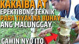 KAKAIBA AT EPEKTIBONG PAMAMARAAN PARA TIYAK NA BUHAY ANG INYONG TANIM NA MALUNGGAY | D' Green Thumb