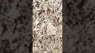 Delicatus White Granite Slab سنگ دلیکاتوس وایت گرانیت طبیعی و سنگ خارجی