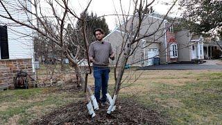 Pruning Fruit Trees with Fruit Quality in Mind - Examples of Do's and Don'ts!