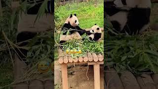 #panda #motherdaughter #cutepanda #aibao #ruibao #huibao #baogirls