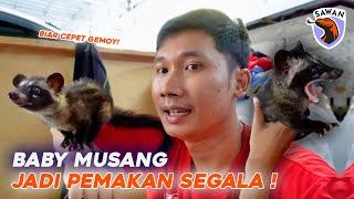 NGAJARIN BABY MUSANG MAU MAKANAN YANG BERAGAM! #SAWAN