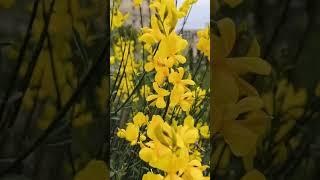 Пусть печаль твоя растает... #жизнь #настроение #весна