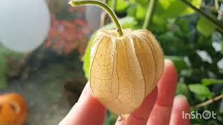 Growing Physalis Peruviana /Cape Gooseberry. I need to keep them going for a bumper & early harvest.