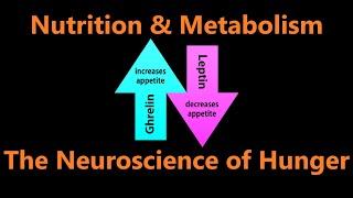 The Neuroscience of Hunger - Leptin, Ghrelin, Obesity, and Regulating Hunger