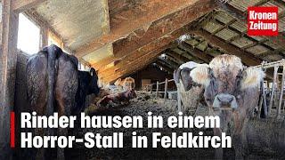 Rinder im Horror-Stall | krone.tv NEWS