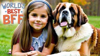 Are Saint Bernards Among The Best Dogs For Kids ?