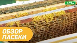 Контрольный обзор пасеки. МОЯ ПАСЕКА.