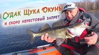 Судак, Щука, Окунь на воблеры. Спиннинг перед ЗАПРЕТОМ.
