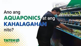 Ano ang Aquaponics at ang Kahalagahan nito | TatehTV Episode 164