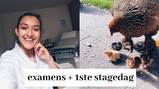 Mijn examens & huisartsenstage! (+ kuikentjes)