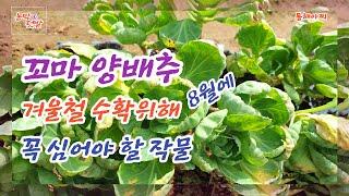 겨울부터 봄까지 수확하는 꼬마 양배추 심는 방법과 시기.How and when to plant small cabbages harvested from winter to spring.