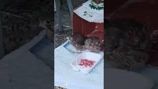 전원주택 전망좋은집 명지산 운악산 연인산 를한눈에 구매문의01030161624