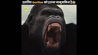 No One Can Defeat Gorilla 