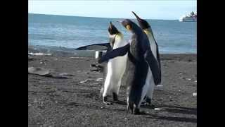 Funny Penguin Fight