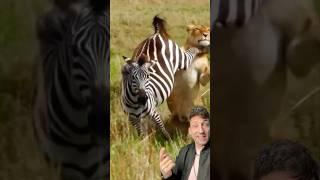 Don’t underestimate a Zebra