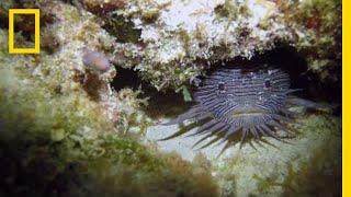 Grumpy Toadfish Sing Strange Love Songs | National Geographic