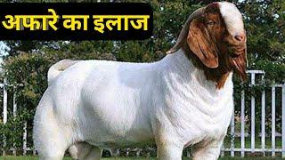 बकरी पालन में अफारा रोग का इलाज|SR COMMERCIAL GOAT FARM TRAINING|9350146903