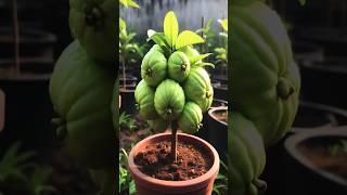 #guava #gardening #fruit #plants #garden #satisfying #farming