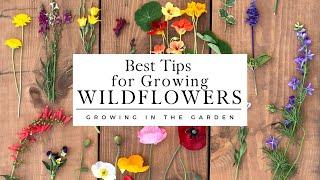 WILDFLOWERS: How to PLANT and GROW wildflowers that COME BACK YEAR after YEAR!