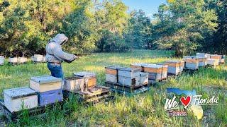 '3 Beez Honey Farm' in Florida specializes in raw honey, bees wax, soaps