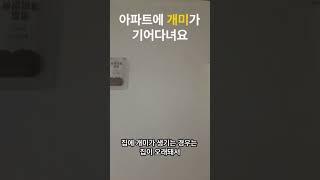 아파트에 개미가 기어다닌다고요? #집개미 #개미퇴치 #아파트개미