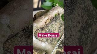 Making Bonsai Grow on Rocks