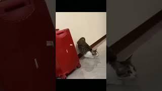 Bro Did Not Hesitate  | Funny cat   | Death to Boredom #shorts