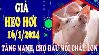 Giá heo hơi ngày hôm nay 16/1/2024 - Tăng mạnh, chợ đầu mối cháy lợn - CP lập đỉnh 62.500/kg.