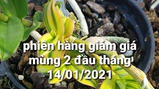 lan phi điệp lá kẻ phát tài - mặt hoa pđ đột biến giá siêu ưu đãi - 0867487638 - Hoa Lan Đất Việt