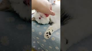 沉浸式的撸猫吧~Let's pet a cuuuuuuute kitty~ #cat #pets#kitty #猫咪 #猫 #撸猫