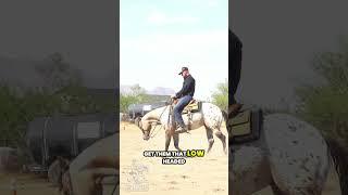 Rather than pulling to get one soft, do this instead.  #reining #reiningmasterclass #horsetrainingti