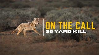 Calling coyotes right on the call 4k footage