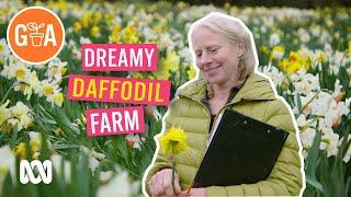 Dreamy Daffodil Farm | My Garden Path | Gardening Australia